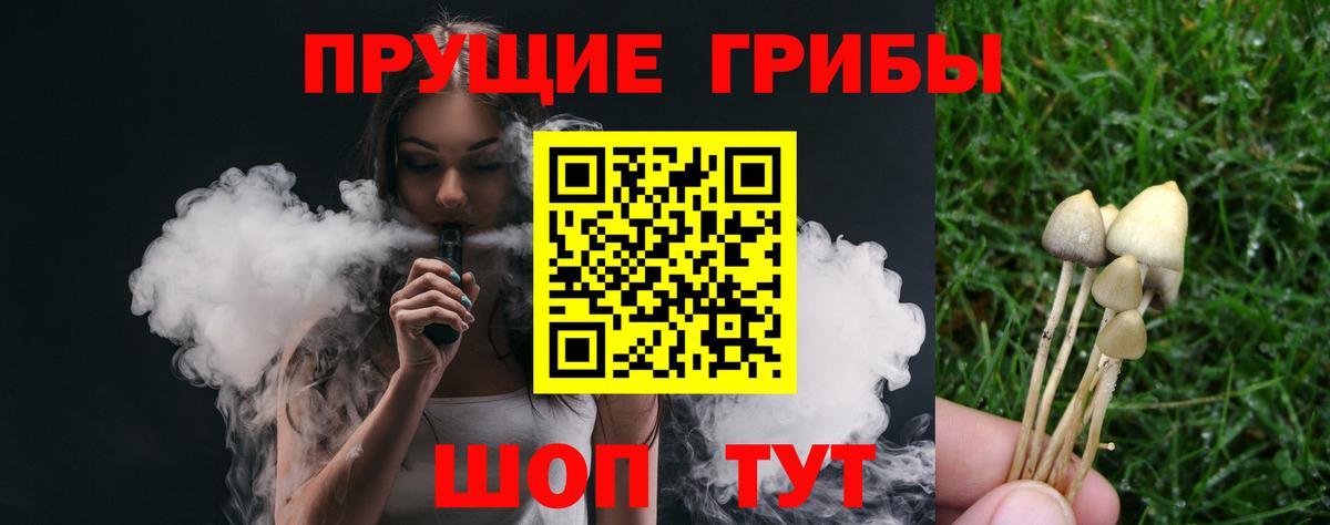 Псилоцибиновые грибы Psilocybine cubensis Северск